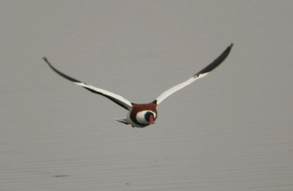 혹부리오리